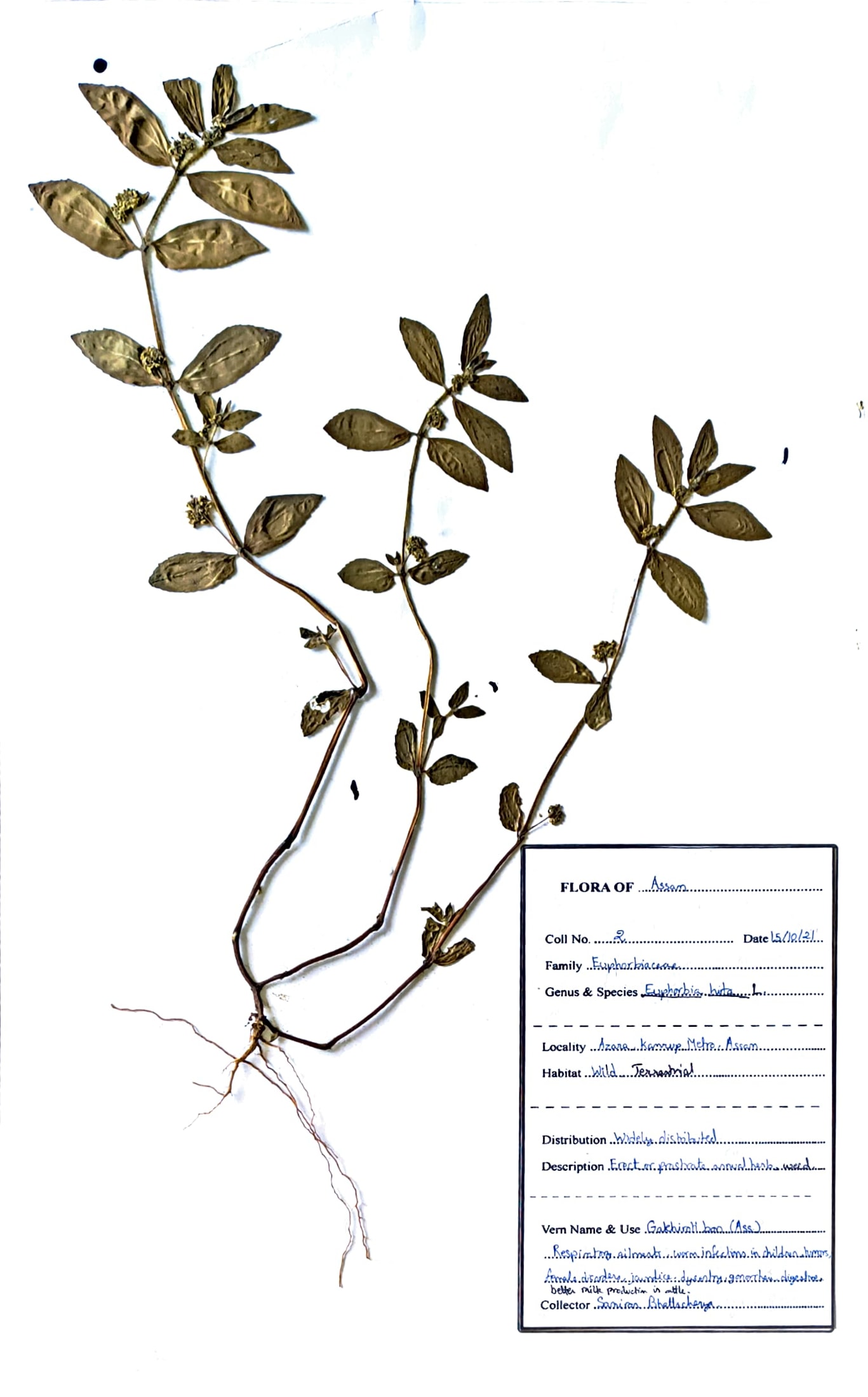Gakhiroti bon (Ass.) (Herbarium)